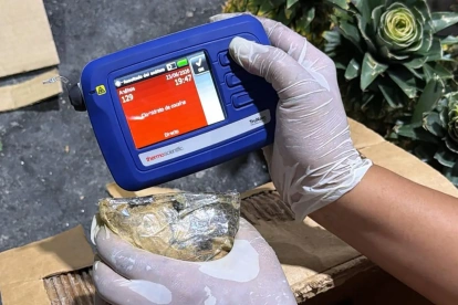 Una persona inspeccionando mercancía durante un operativo en el que decomisaron 30 kilos de presunta cocaína ocultos en piñas en Santo Domingo (República Dominicana).