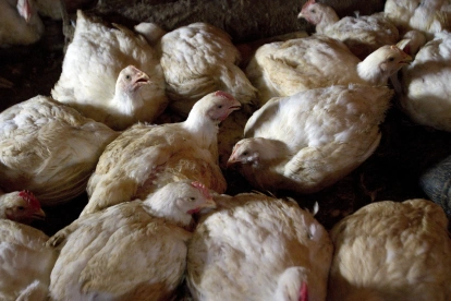 Aves en un corral que son controladas por lagripe aviar.