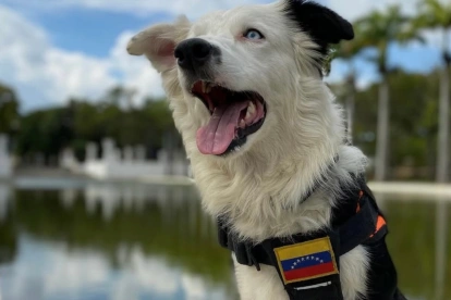 Tsunami, perro rescatista identificado con la bandera de Venezuela, participa en las labores de búsqueda tras los terremotos.