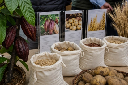 Variedades mejoradas de cacao, papa y trigo buscan elevar el rendimiento agrícola y reducir los ciclos de cultivo.