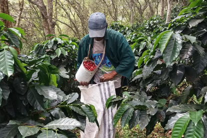 Café. Este cultivo es el sustento para cientos de familias del sur del país, hoy en alerta debido a la bacteria.