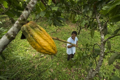 Los recursos permitieron financiar a pequeños comercios, artesanos, agricultores, microempresarios, iniciativas de bioeconomía, transporte, vivienda y otros sectores productivos.