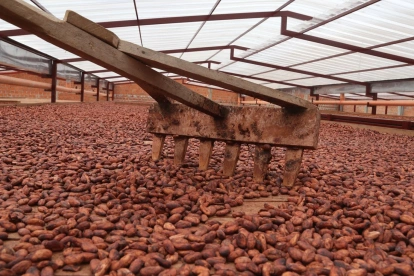 Los nuevos grupos de cacao podrían producir granos de alta calidad y excelente sabor (foto referencial).