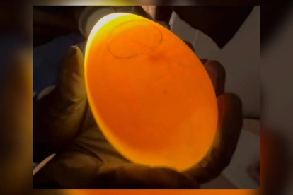 El proceso de incubación artificial permitió el nacimiento del primer cóndor andino en Cuenca, Ecuador.
