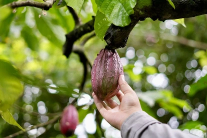 En París, Ecuador lanza concurso para productos derivados de cacao