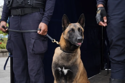 El can Luna halló sustancias sujetas a fiscalización listas para consumo durante un operativo preventivo en el parque La Carolina