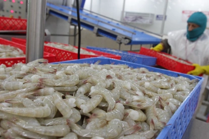 La CNA afirmó que las exportaciones de camarón hacia China continúan, pese a las restricciones aplicadas a 14 empresas.