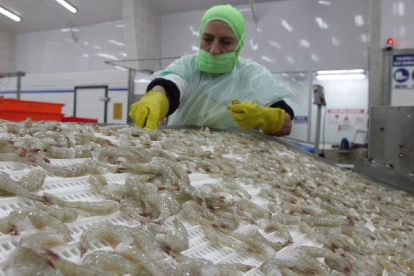 El camarón ecuatoriano enfrenta controles sanitarios en China