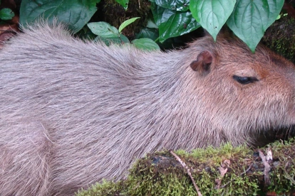 La población ecuatoriana de capibaras habita en la Amazonía ecuatoriana.