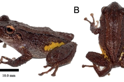Pristimantis etsa, el cutín de etsa, es una nueva especie de rana descrita por científicos. Solo se conoce de la Condillera del Cóndor, en Zamora Chinchipe.