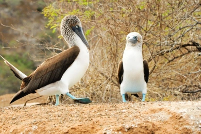 El equilibrio de los ecosistemas en las islas depende del suministro natural de agua. Un ejemplo es la garúa.