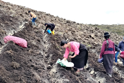 Agricultoras trabajan la tierra en una parcela de papa cañari, la variedad con la que el INIAP busca cubrir hasta el 25% del área sembrada en la región en los próximos cinco años.