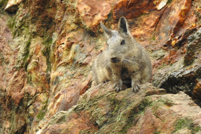La conservación de la vizcacha ecuatoriana impulsa un modelo de trabajo colaborativo que busca proteger su hábitat y fortalecer la prevención de incendios forestales en la provincia de Loja.