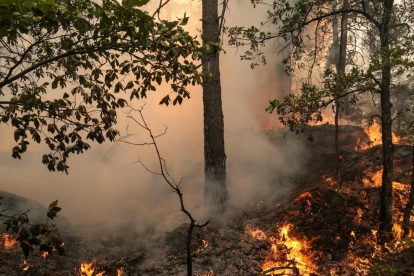 Una zona de bosque quemado mientras los bomberos trabajan para extinguir un incendio en el bosque de Fontainebleau en Noisy-sur-Ecole, Francia, 13 de julio de 2026.