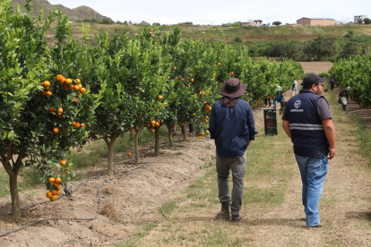 Técnicos de Agrocalidad certificaron el cumplimiento de los protocolos fitosanitarios que permitieron el envío de mandarina Tango hacia Estados Unidos.