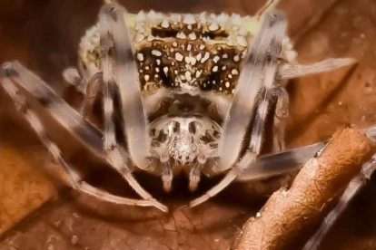 Taczanowskia waska, araña endémica de Ecuador.