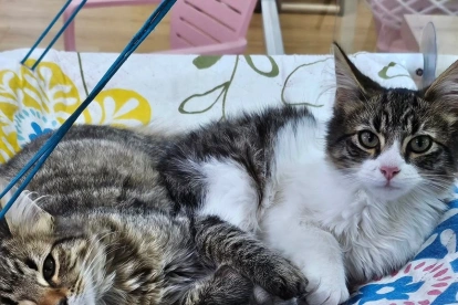 La Gran Donatón reunirá a fundaciones y ciudadanos en el Parque Bicentenario para apoyar a perros y gatos rescatados de Quito.