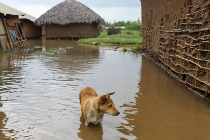 Fotografía referencial de un perro durante una inundación en 2023 ligada al fenómeno El Niño.