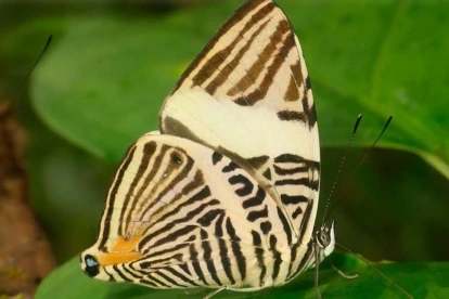 Colobura cryptica, nueva especie de mariposa descrita a partir de un ejemplar recolectado en Napo.