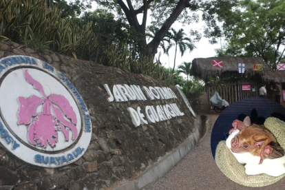 El estudio identificó refugios naturales utilizados por distintas especies de murciélagos dentro de las instalaciones del Jardín Botánico.