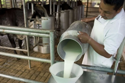 La cantidad de productores de leche se ha reducido un 30 %, en el último año.