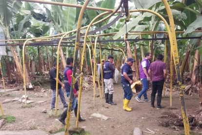 Agrocalidad ha detectado un segundo brote de la plaga Fusarium en El Oro.