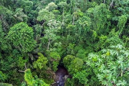 Entre especies nuevas para la ciencia y viejos árboles que han vivido más de 200 años, uno se siente pequeño ante la inmensidad del Chocó Andino.