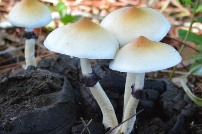 Después de su prohibición en la década de los 70 del siglo pasado, la ciencia ha vuelto a abrazar el estudio de hongos Psilocybe en el campo de la medicina.