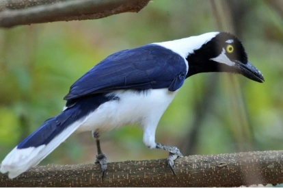 La urraca coliblanca es una de las especies que es posible ver en Guayaquil y alrededores.