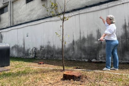 Tala de árboles en la ciudadela Entre Ríos