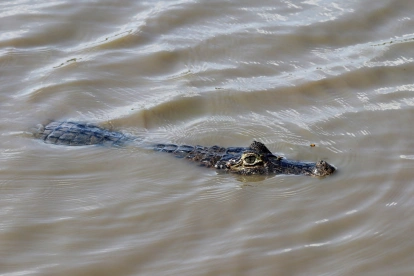 Referencial. Un reptil ha sido captado en las cercanías ha Samborondón