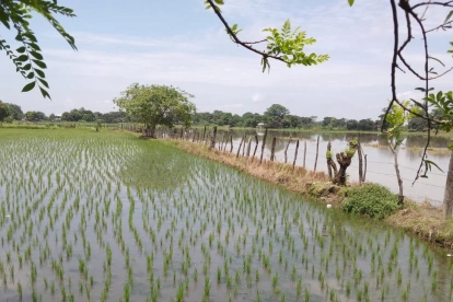Ecuador exportará de 30.000 toneladas métricas de arroz hacia Colombia.