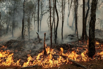 Fotografia referencial de los  incendios forestales  Las altas temperaturas y los vientos dificultan las labores de control de los incendios forestales.