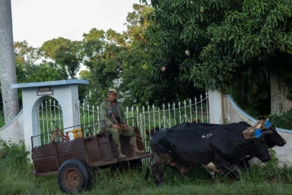 Un campesino viaja en una carreta tirada por bueyes por una calle de Bauta, provincia de Artemisa, Cuba, el 27 de junio de 2026.