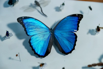 El análisis del ADN permitió identificar más de 8.000 potenciales especies nuevas de insectos en los bosques de la reserva Mashpi-Tayra, en el Chocó Andino de Ecuador.