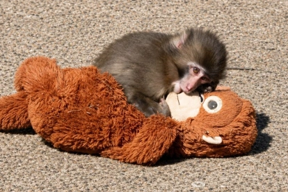 Punch, el mono huérfano de Japón, dejó atrás el peluche de orangután que lo acompañó durante sus primeros meses de vida.