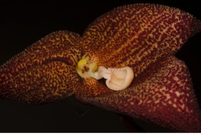 Dracula aguilarii, nueva especie de orquídea ecuatoriana.