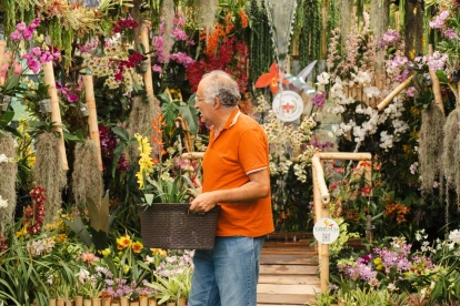 Más de 25.000 ejemplares de orquídeas se expondrán durante la primera feria botánica de Ecuador.