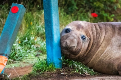Neil, la foca elefante, recorre las calles de Tasmania y se ha convertido en un fenómeno viral en redes sociales.