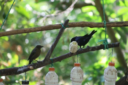 PomasQuinde es el primer sitio de avistamiento de aves de Quito y alberga 29 especies de aves silvestres.