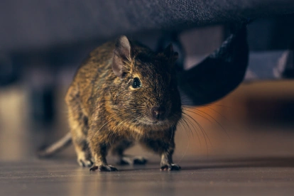 Autoridades sanitarias refuerzan controles en hospitales de Chile tras el aumento de muertes por hantavirus