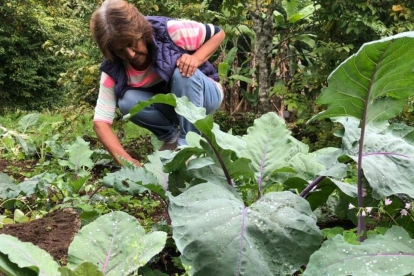 Productores locales trabajan en huertos agroecológicos de Galápagos, que abastecen parte del consumo interno.