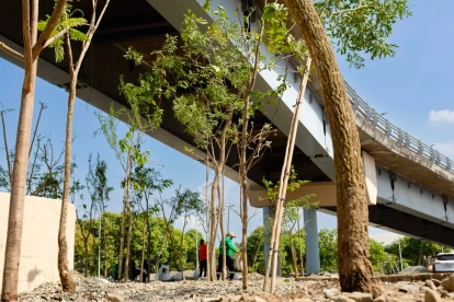 El primer Bosque de Bolsillo de Samborondón transformará un espacio bajo el puente hacia Guayaquil en una nueva área verde para la comunidad.