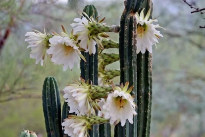 Echinopsis pachanoi es el nombre científico del cactus San Pedro, que está ganando espacio en la medicina moderna como objeto de estudio.
