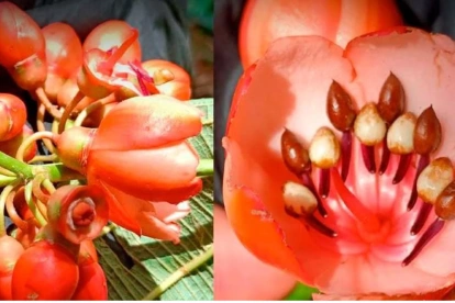 Una de las once especies del género Axinaea que fueron descritas en el estudio.