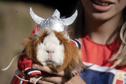 Un cuy caracterizado como Erling Haaland lució la camiseta de Noruega y un casco vikingo durante el Festival del Cuy, celebrado en Urbina, Carchi.