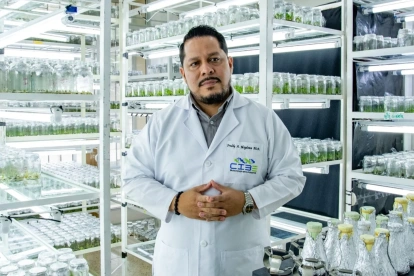 El Fusarium Raza 4 Tropical fue detectado por primera vez en Ecuador en 2025. En julio de 2026 se confirmó un segundo brote en un predio vecino de El Quemado, en la provincia de El Oro.