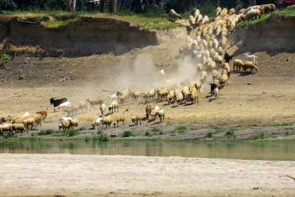 Un rebaño de ovejas y cabras acude a beber agua del río Danubio en medio de niveles históricos bajos de agua, en el pueblo de Rasova.