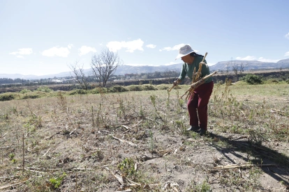 La sequía afecta cultivos de maíz, hortalizas y pastizales, reduciendo la producción y comprometiendo el sustento de familias de los valles.