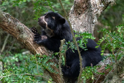 Referencial. Los oseznos de oso andino permanecen con pronóstico reservado en Wiwa Quito tras ser rescatados en el sector de Papallacta.